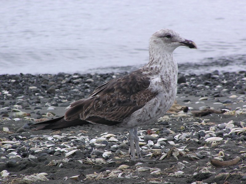 Juvenile black backed gull