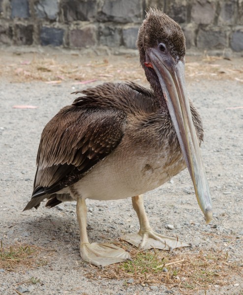 Juvenile Brown Pelican in San Francisco 20110804 1