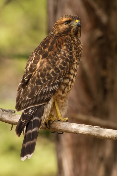 Juvenile buteo lineatus elegans, Presidio