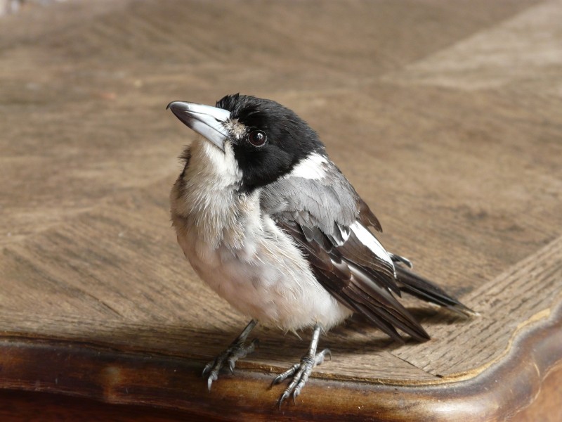 Juvenile Grey Butcherbird
