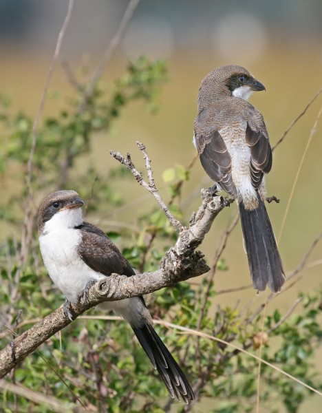 Juvenile Long-tailed Fiscals edit