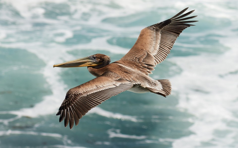 Juvenile pelecanus occidentalis in flight