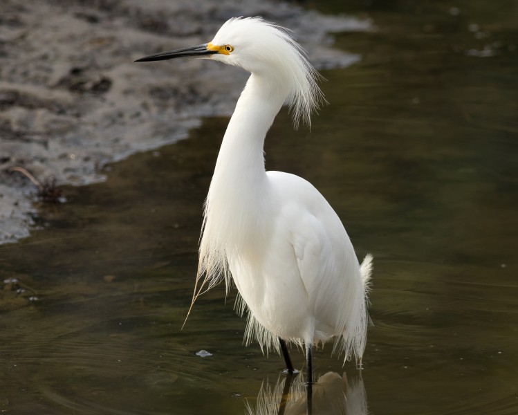 Juvenile snowy egret, Strawberry (2017)