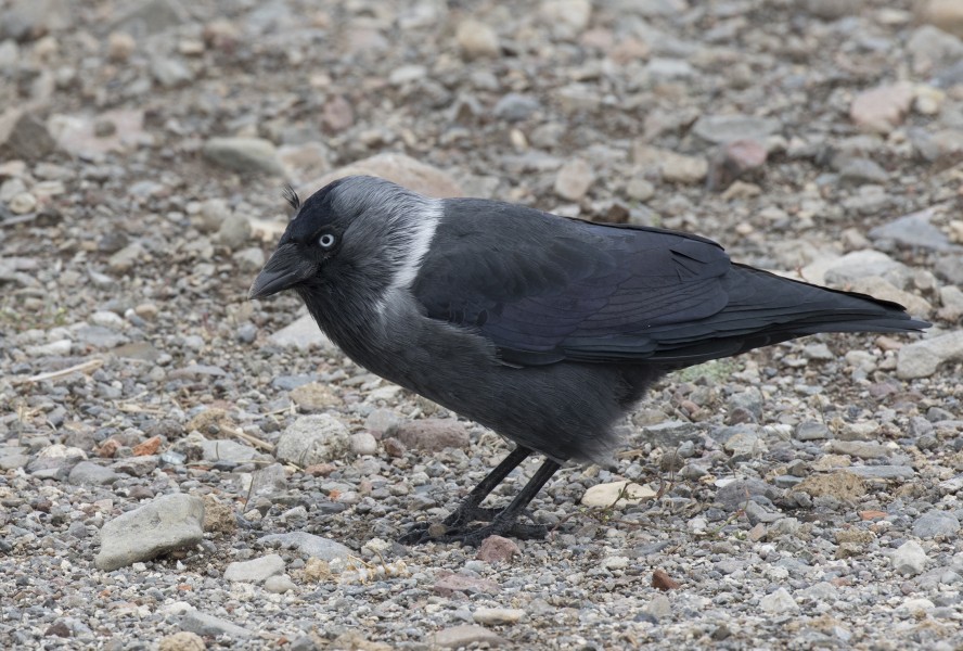 Küçük karga (Corvus monedula), 01