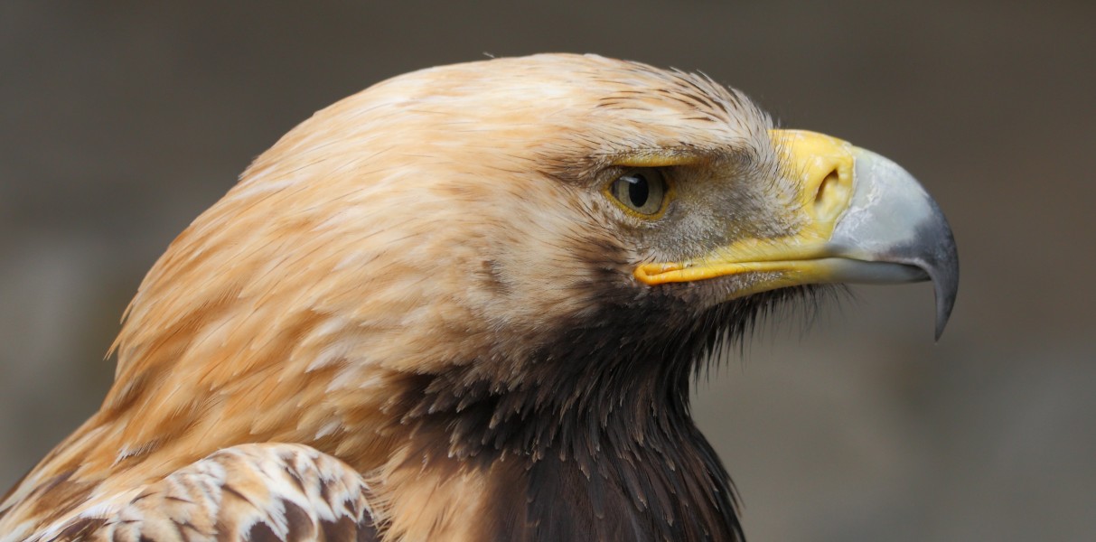 Kaiseradler Aquila heliaca 6 amk