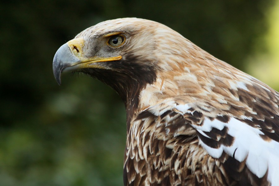 Kaiseradler Aquila heliaca amk