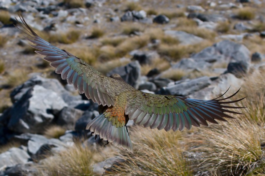Kea in Flight MC