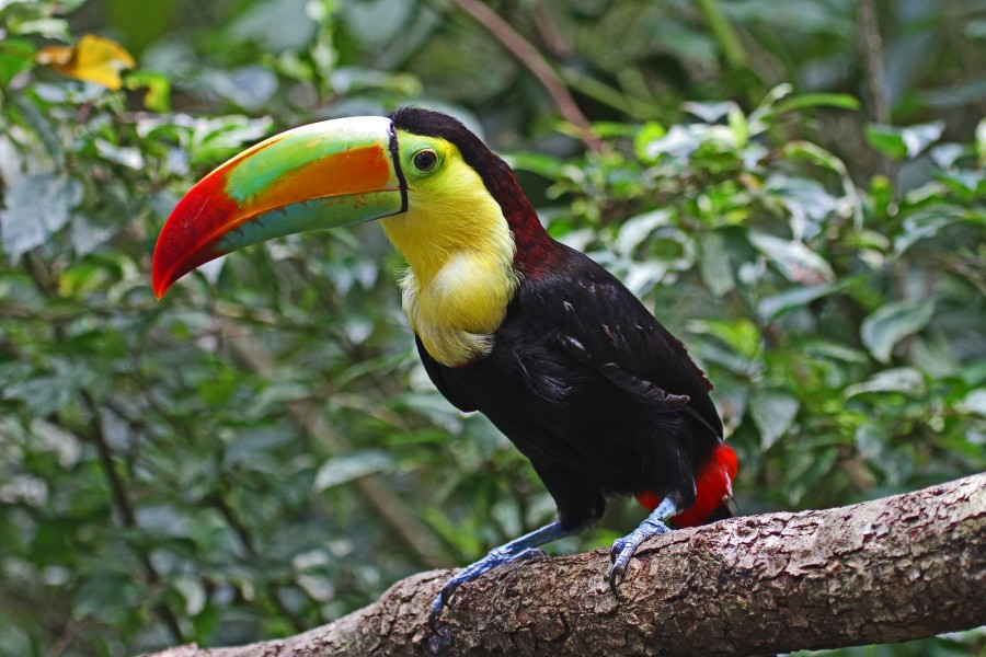 Keel-billed Toucan - Ramphastos sulfuratus, Caves Branch Jungle Lodge, Belmopan, Belize