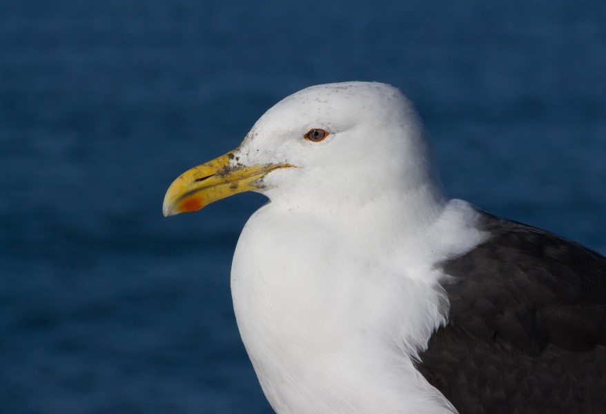 Kelp Gull, Christchurch, New Zaland (2)