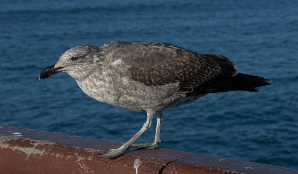 Kelp Gull, Christchurch, New Zaland (6)