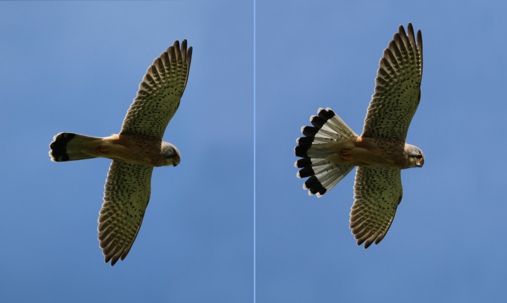 Kestrel (Falco tinnunculus) male in flight composite cr