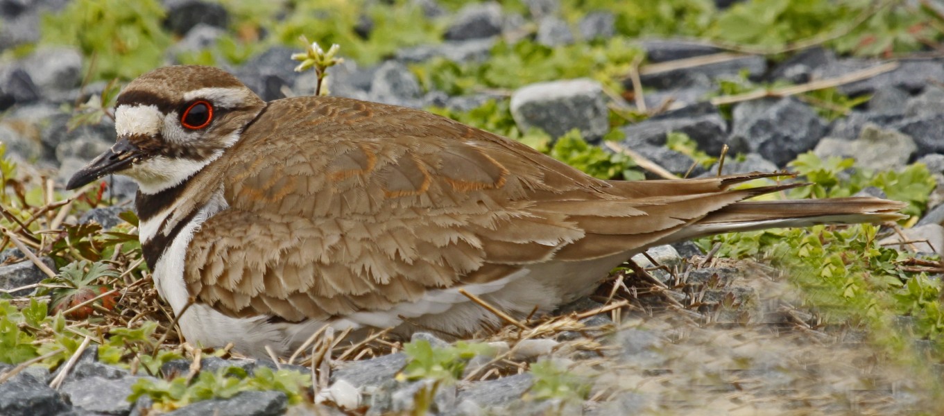 Killdeer - Charadrius vociferus, Blackwater National Wildlife Refuge, Cambridge, Maryland