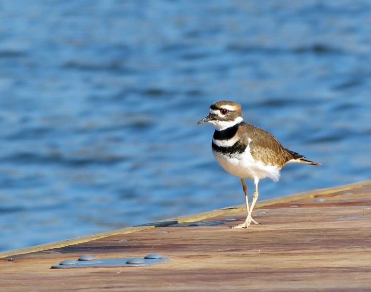 Killdeer (Charadrius vociferus) at a Kansas Lake