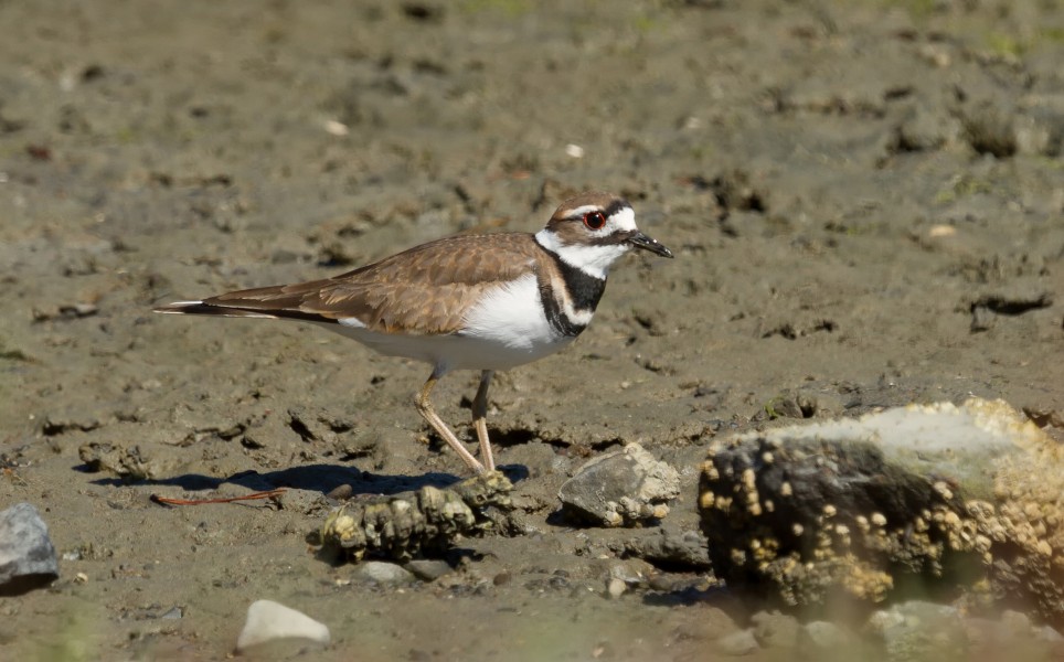 Killdeer (Charadrius vociferus) at Richardson Bay