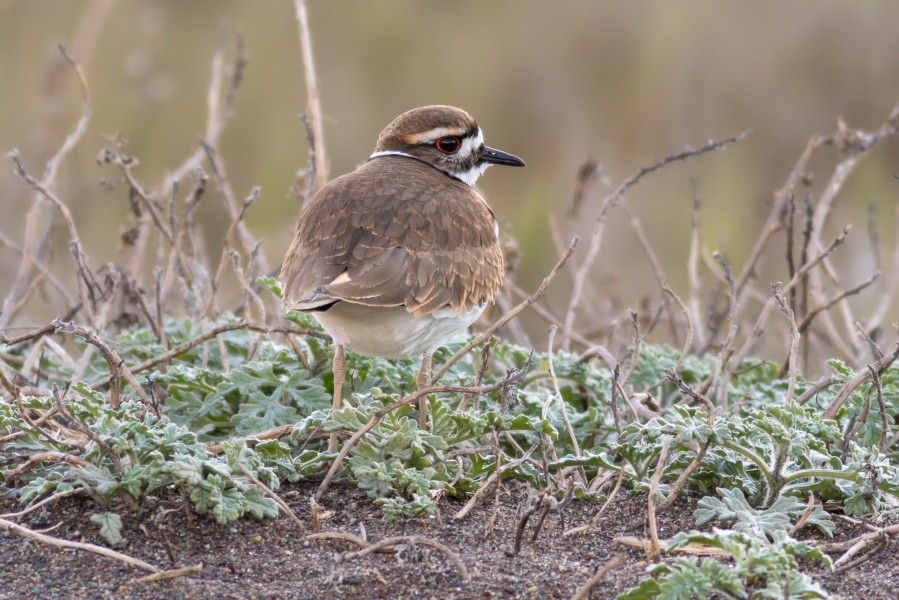 Killdeer at Rodeo Beach
