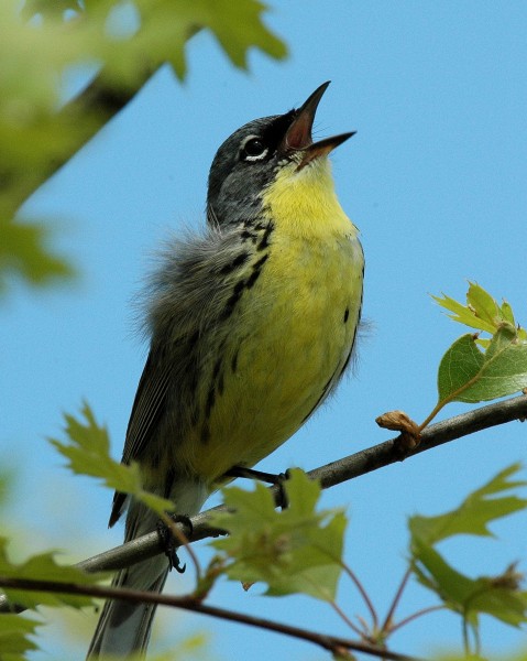 Kirtland's Warbler, Grayling, Michigan 1
