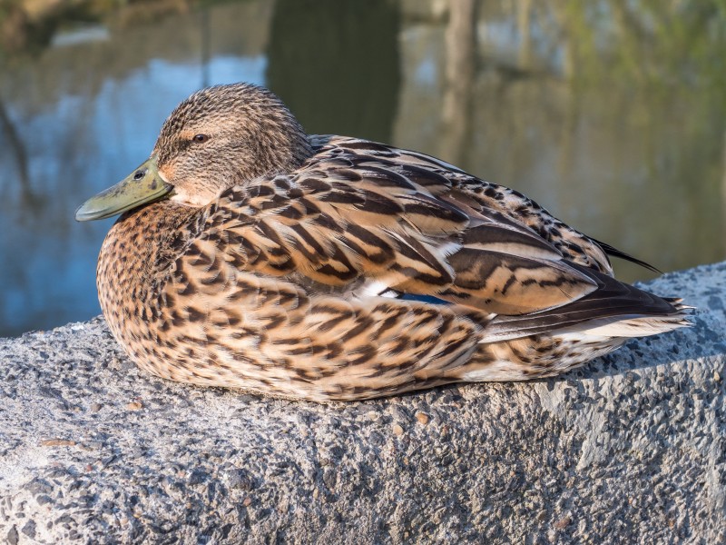 Kissingen Stockente 0417RM0378
