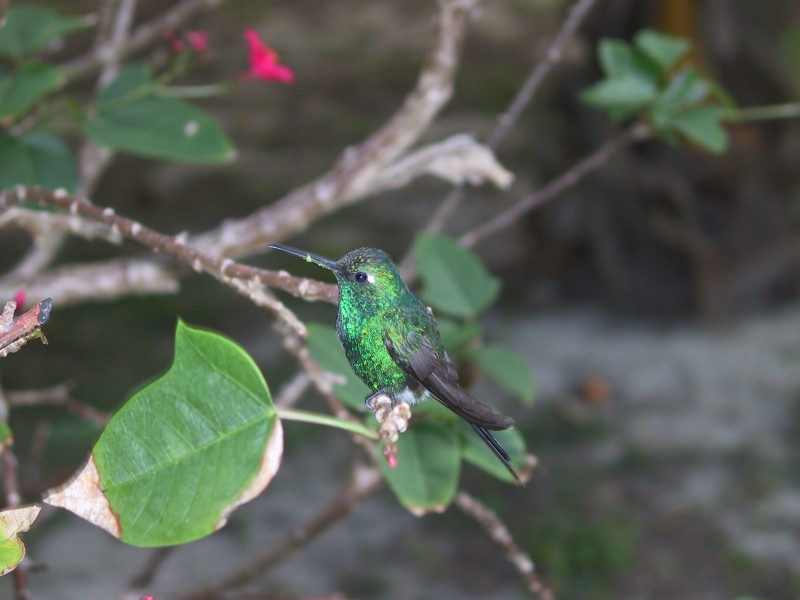 Kolibri-Kuba1