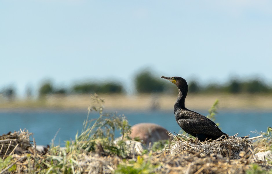 Kormoran - The great cormorant - Phalacrocorax carbo