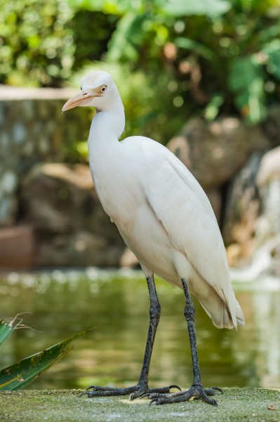 Kuala-Lumpur Malaysia Egret-in-Butterfly-Park-01