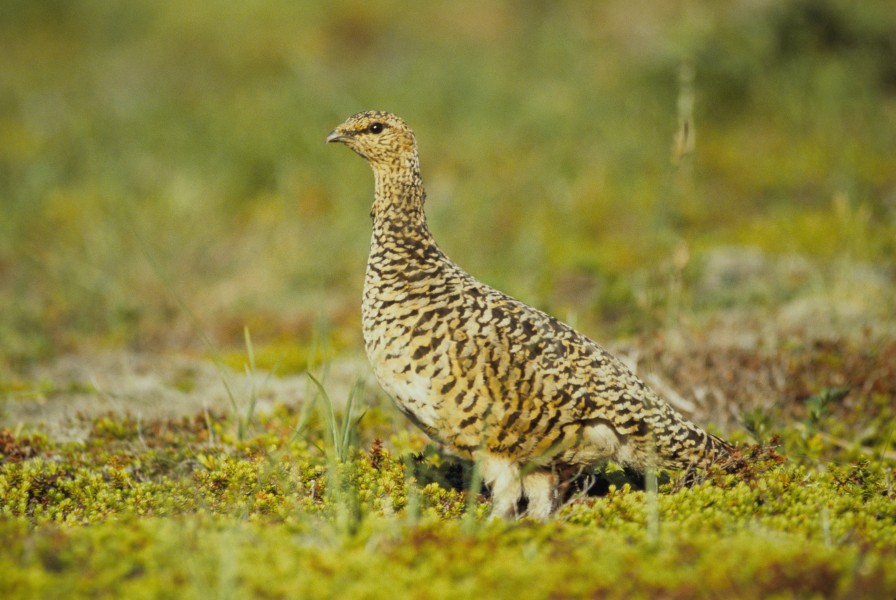 Lagopus lagopus Alaska 2