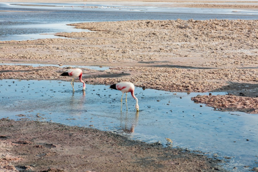 Laguna Chaxa, Desierto de Atacama, Chile, 2016-02-06, DD 34