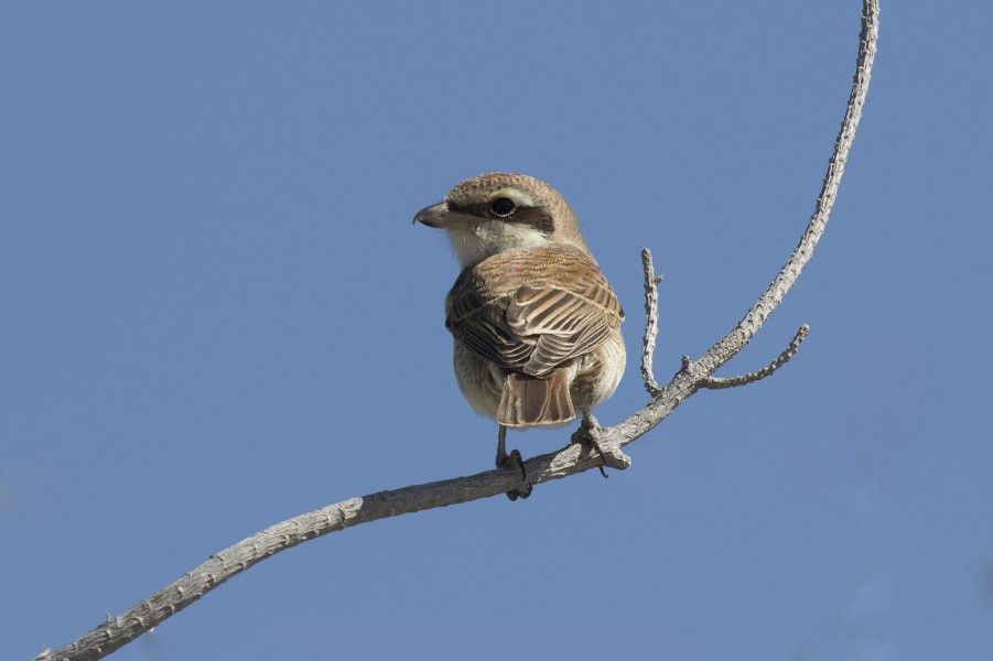 Lanius collurio - Red-backed shrike 07-2