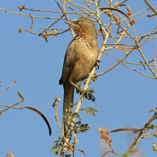 Large grey babbler (Turdoides malcolmi)