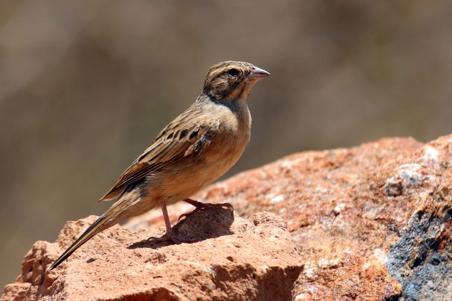 Lark-like bunting (Emberiza impetuani)
