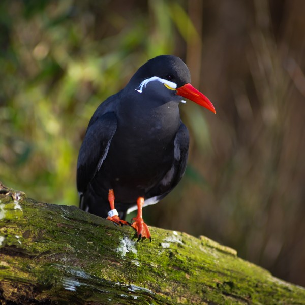 Larosterna inca (Inca Tern - Inkaseeschwalbe) Weltvogelpark Walsrode 2012-001
