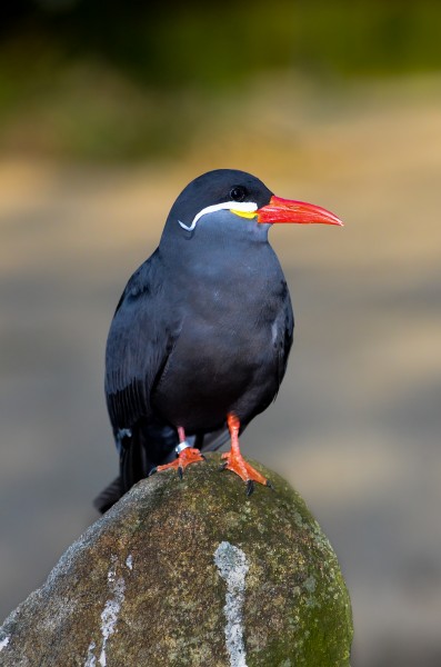 Larosterna inca (Inca Tern - Inkaseeschwalbe) Weltvogelpark Walsrode 2012-013