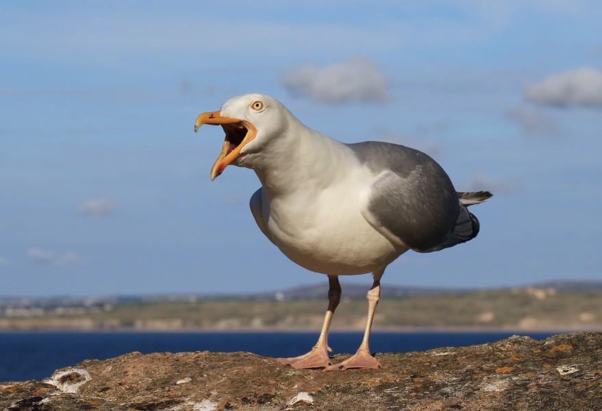 Larus argentatus, Herring Gull, Cornwall