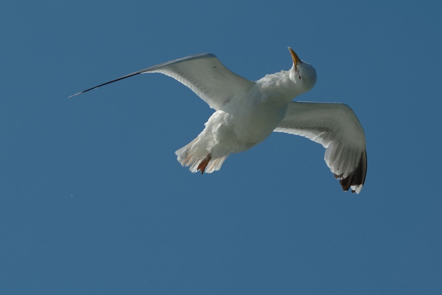 Larus argentatus shaking off water (2007)