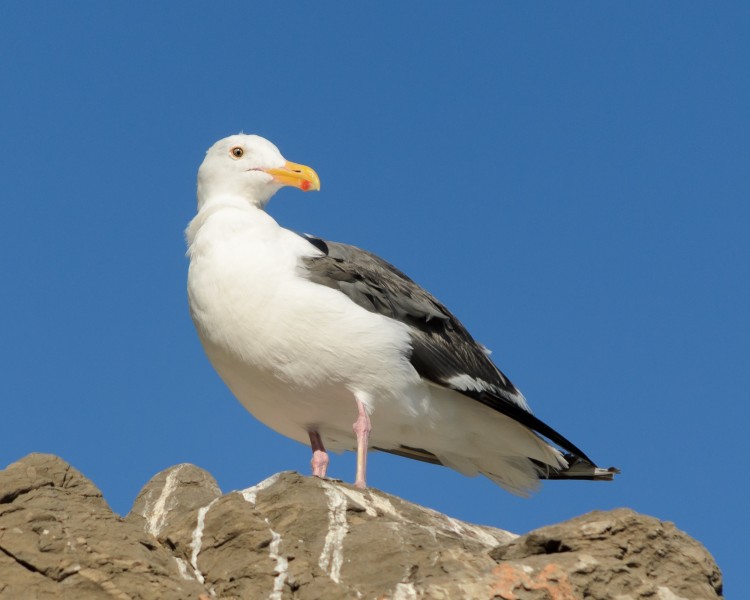 Larus californicus Point Mugu September 2013