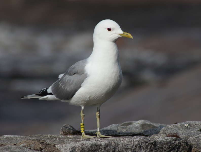 Larus canus Oulu 20150712 03