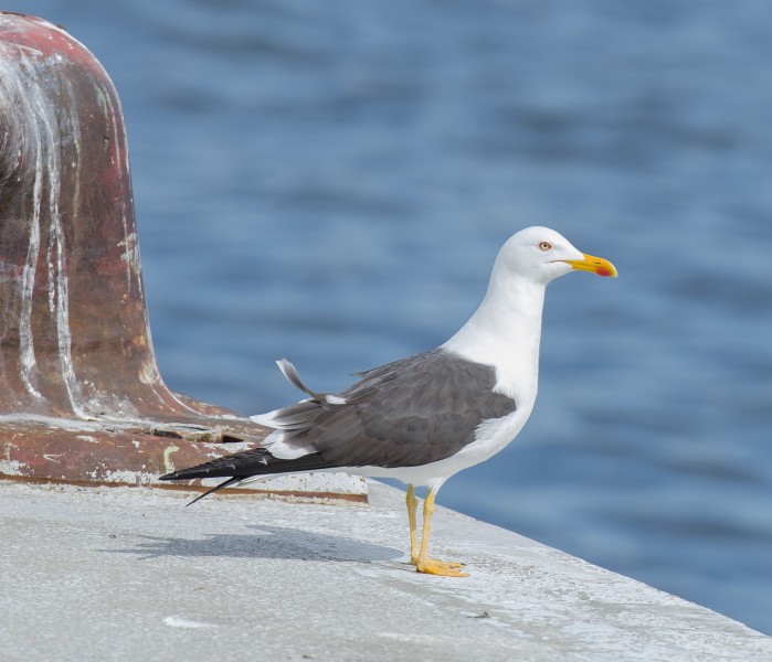 Larus fuscus Finnboda 2012