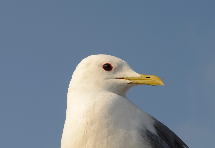 Larus Helsinki July 2013-2