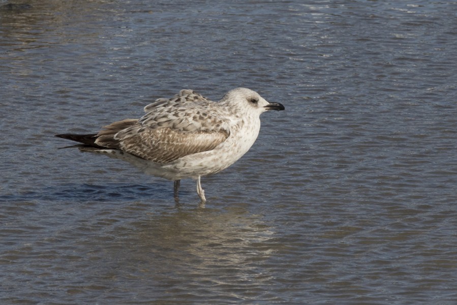 Larus michahellis - Yellow-legged Gull, Adana 2016-12-18 01-1
