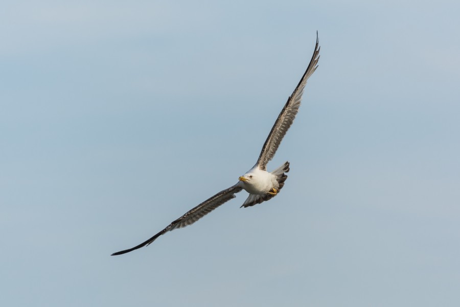 Larus michahellis frontal
