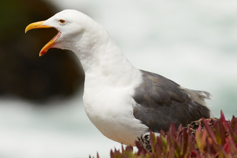 Larus occidentalis, long call