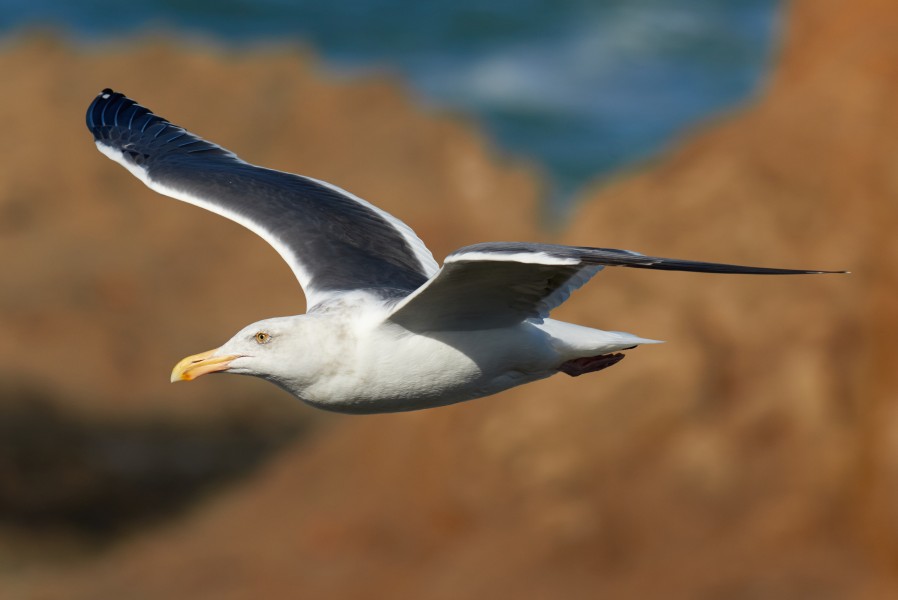 Larus occidentalis in flight (Bodeda Head)