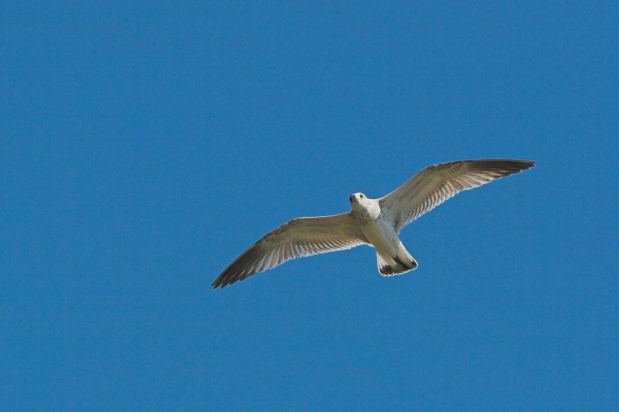 LarusRidibundusJuvenileFlight