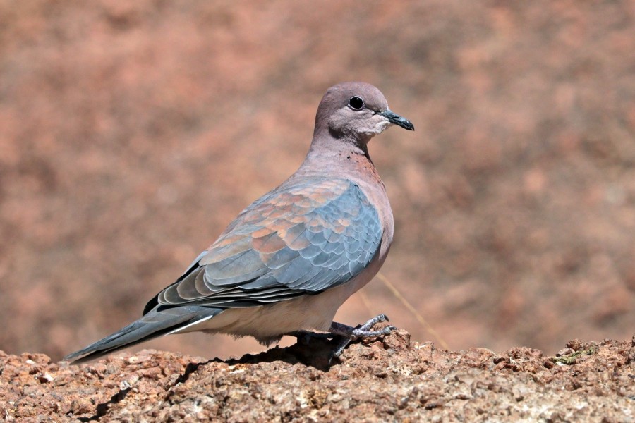 Laughing dove (Spilopelia senegalensis senegalensis)