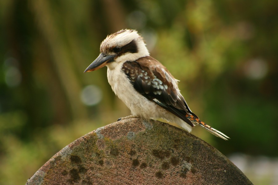 Laughing Kookaburra Gravestone