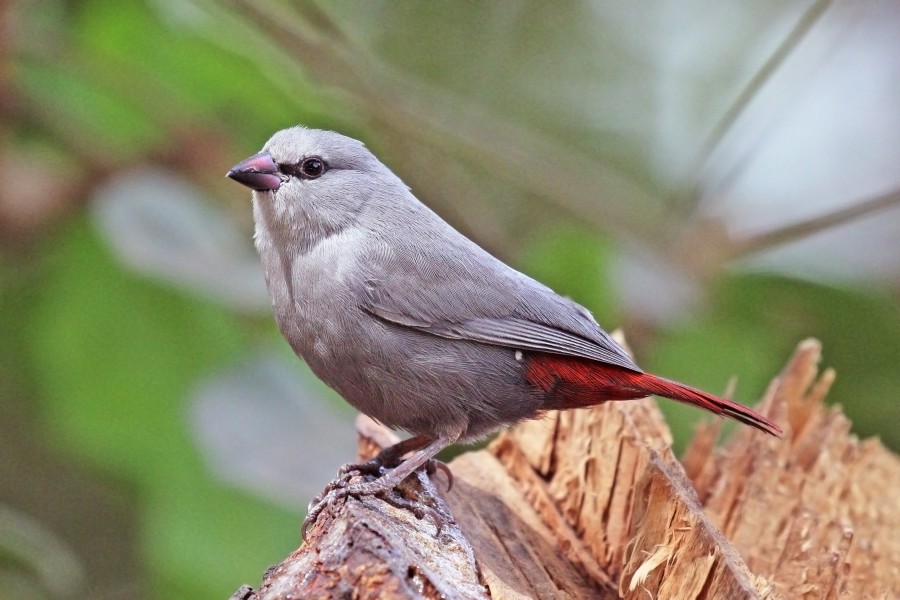 Lavender waxbill (Estrilda caerulescens)