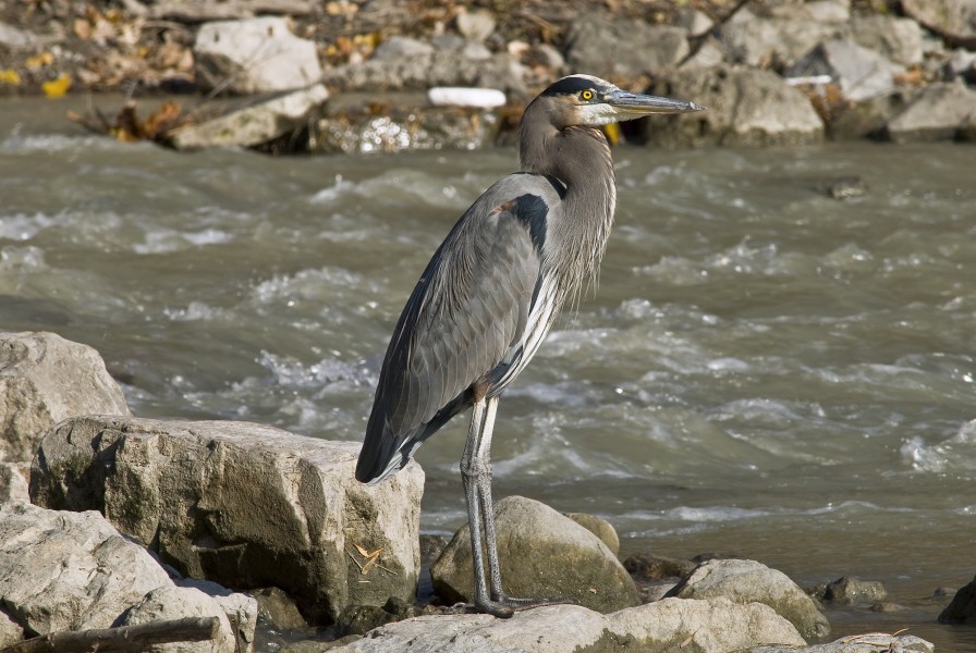 Le Grand Heron Profil