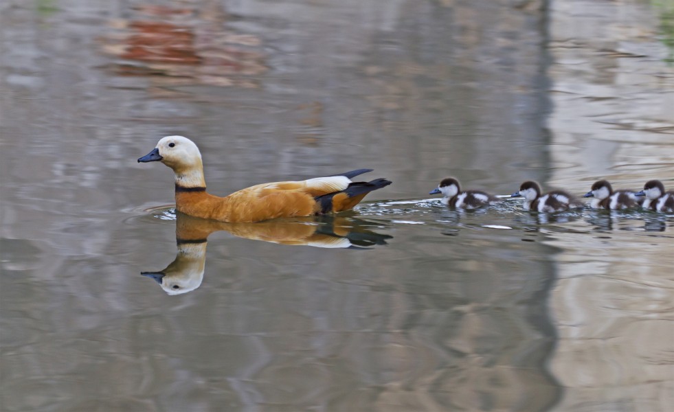 Lefortovo Park shelduck Mos06-13
