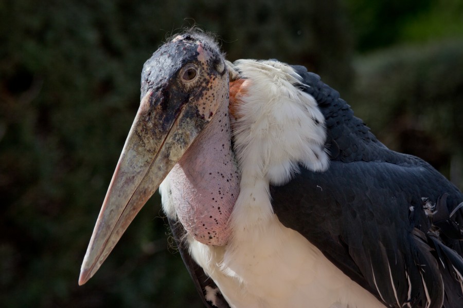 Leptoptilos crumeniferus - 01