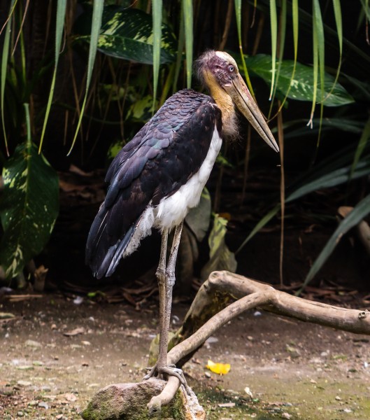 Lesser adjutant (Leptoptilos javanicus), Gembira Loka Zoo, Yogyakarta, 2015-03-15 02
