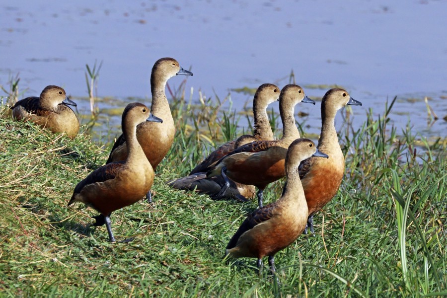 Lesser whistling ducks (Dendrocygna javanica)